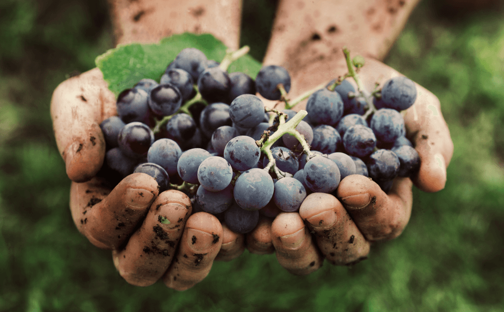 O que são vinhos sustentáveis?