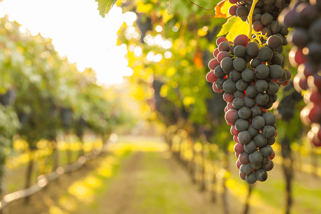 Vinhos sustentáveis: Cacho de uva