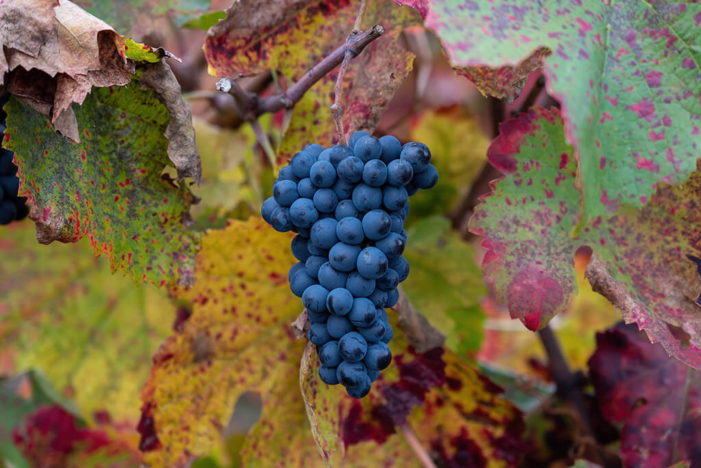 Tipos de uva: Cabernet Sauvignon