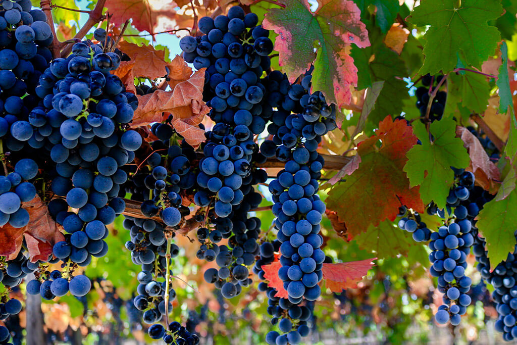 Tipos de uva: Carménère
