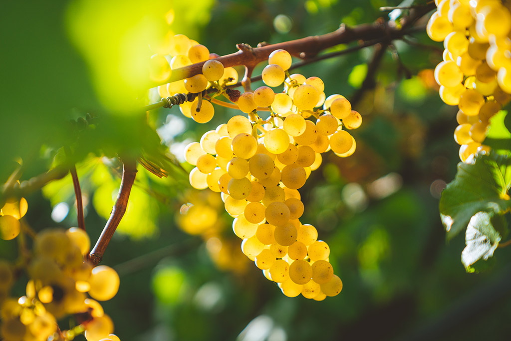 Tipos de uva: Uva Chardonnay.