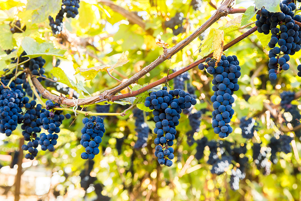 Tipos de uva: Pinot noir
