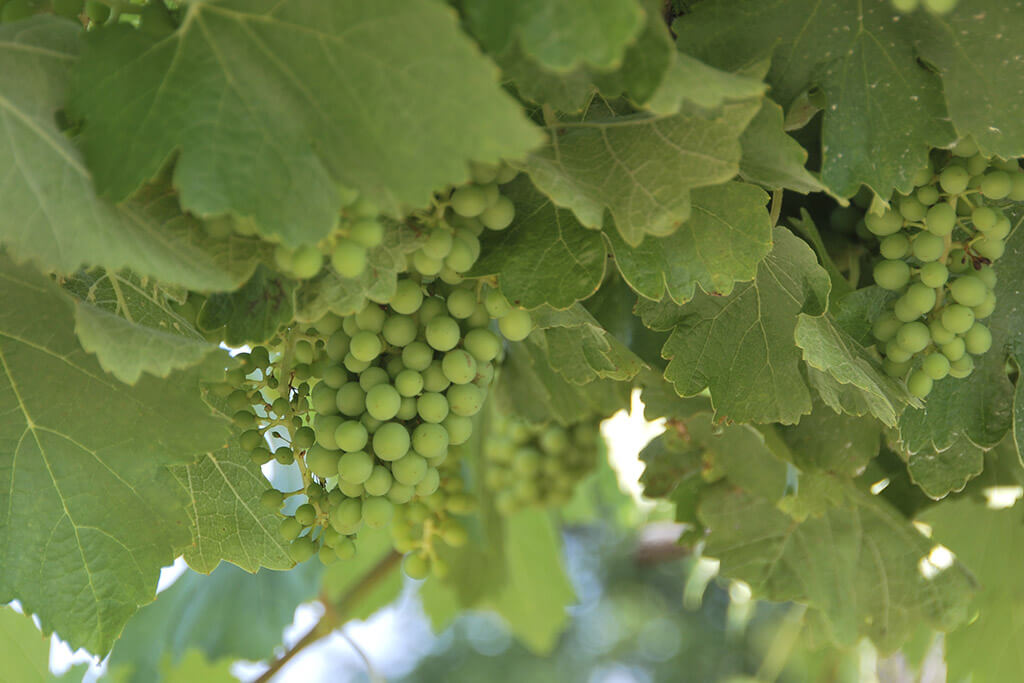 Tipos de uva: Sauvignon blanc