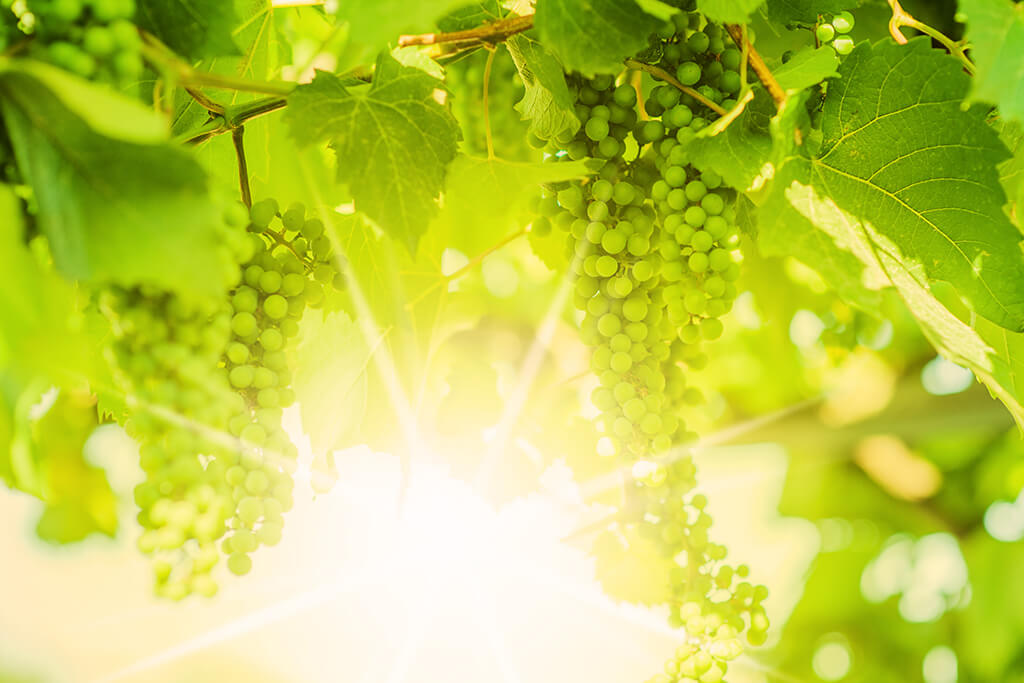 Produção de vinhos: clima