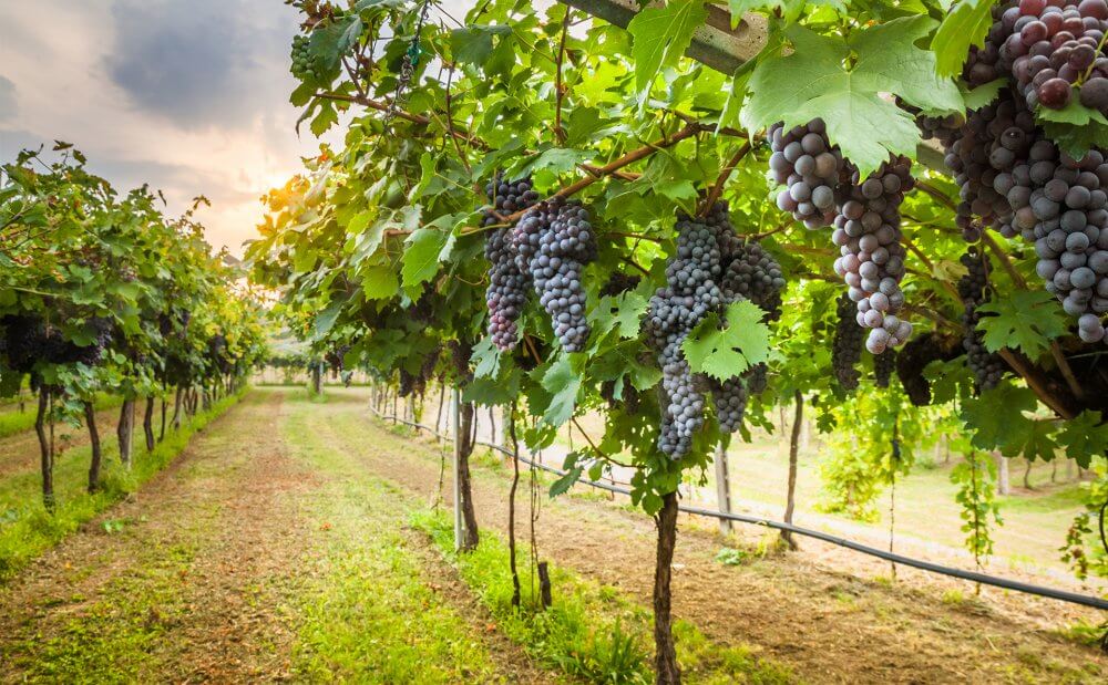 Entenda os fatores que interferem na produção dos vinhos