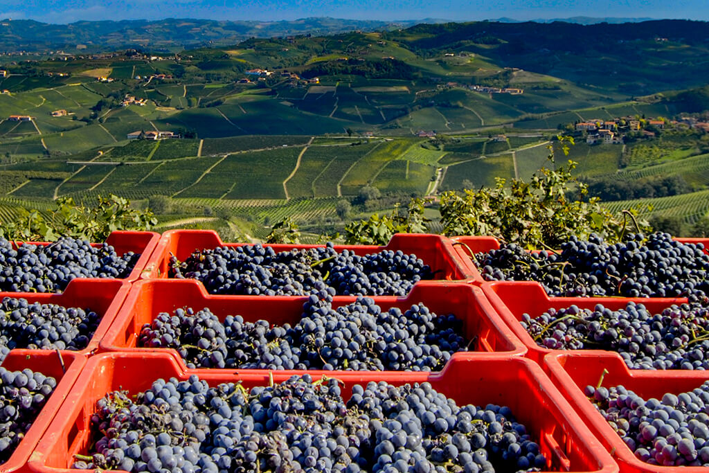 Produção de vinhos: uvas