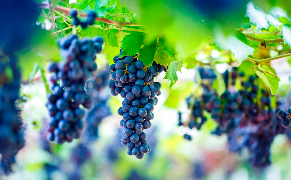Conheça as principais uvas tintas e suas características