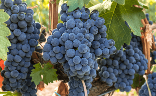 Principais aspectos dos vinhos de uva garnacha