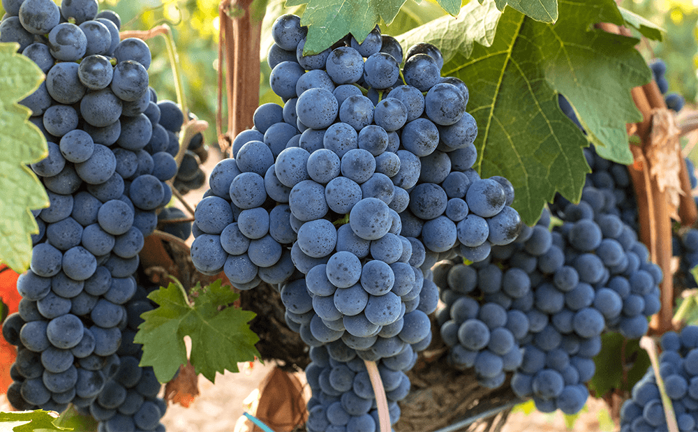 Principais aspectos dos vinhos de uva garnacha