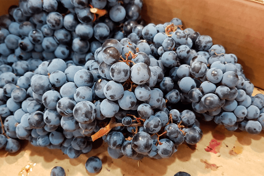 Cachos de uva garnacha