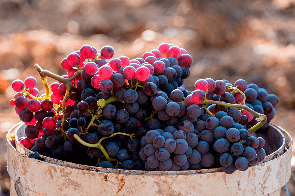 Cachos de uva garnacha 